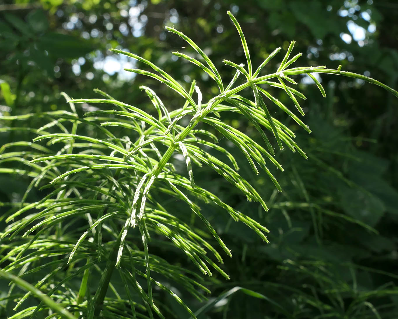 Der Ackerschachtelhalm teilt sich oftmals die Fläche mit dem Sumpf-Schachtelhalm. Daher ist beim Sammeln Vorsicht geboten.
