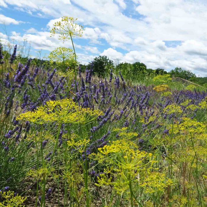 Anis ist für die französische Küche ein wichtiges Gewürz. Anbau von Anis in einem provencialischen Garten.