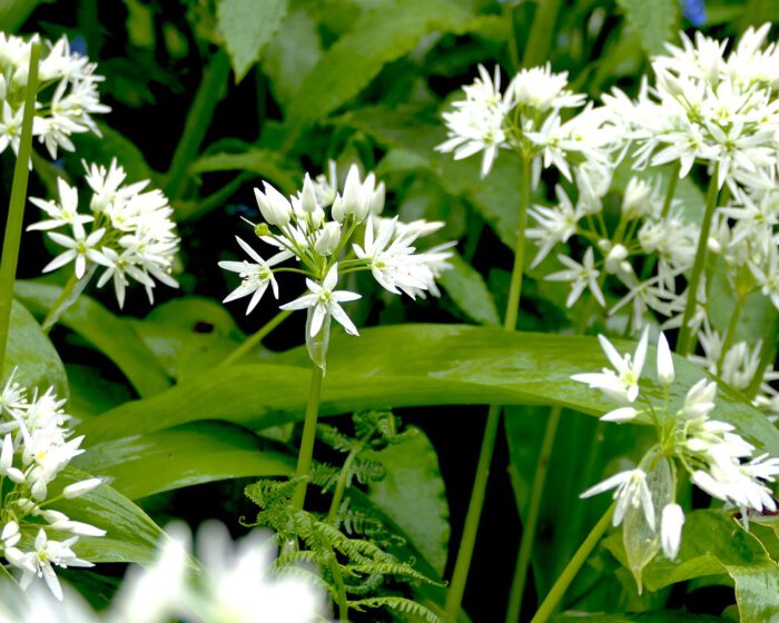 Blühender Bärlauch im Heilkräutergarten des De Hortus in Amsterdam.