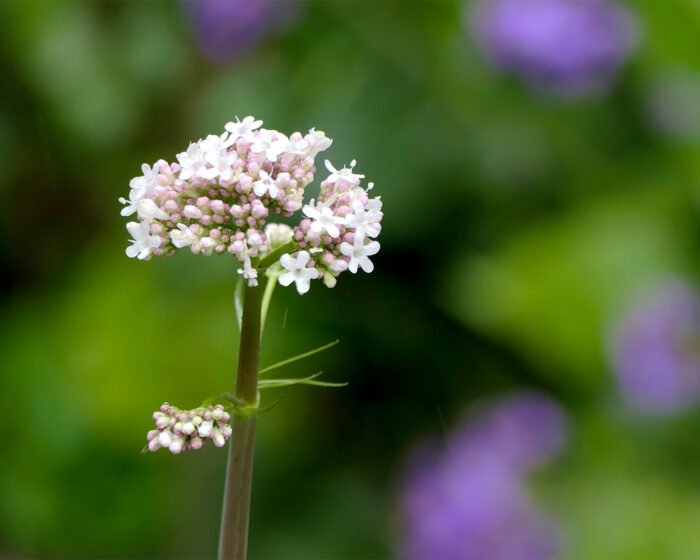 Zarte weisse Blüten bilden eine Dolde des blühenden Baldrians.