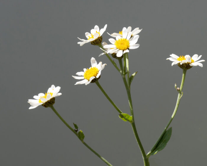 Blüten des Kampferkrautes einer Varietät des Balsamkrautes.