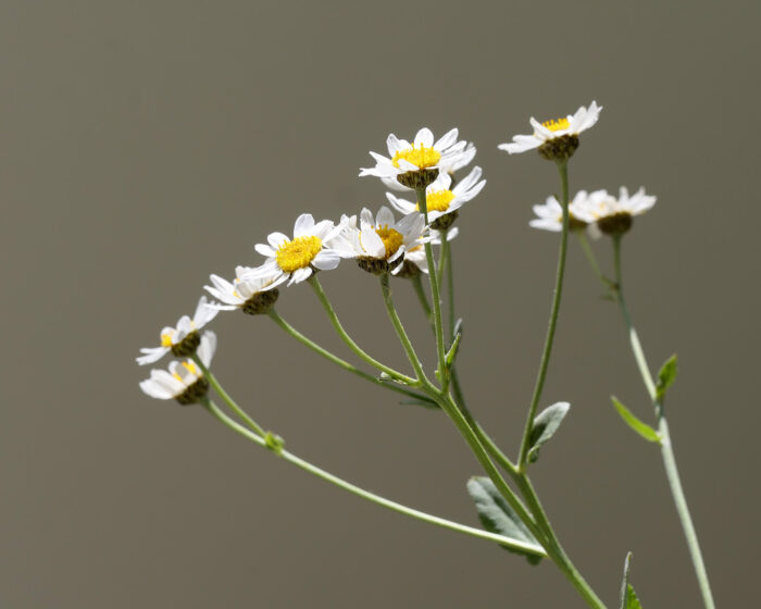 Das Balsamkraut ist eine Varietät und hat zwei Unterarten: das Kampferkraut und das Minzeblatt.