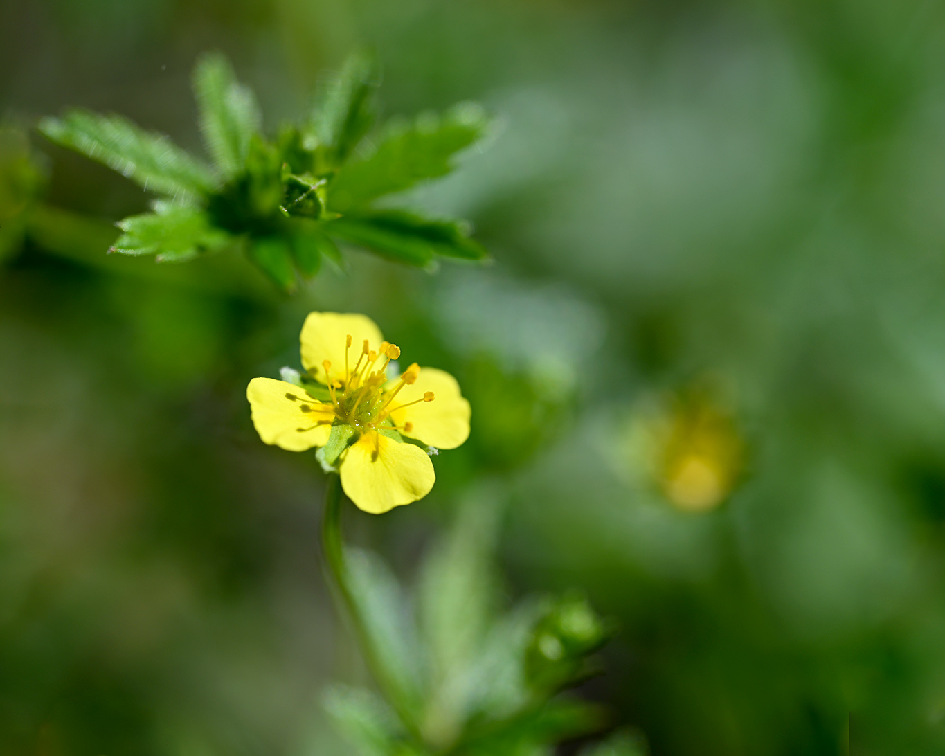 Typisch für den Blutwurz sind seine knallgelben Blüten mit den vier Kelchblättern. Die zackigen Blätter sind in diesem Bild nicht so gut zu sehen.