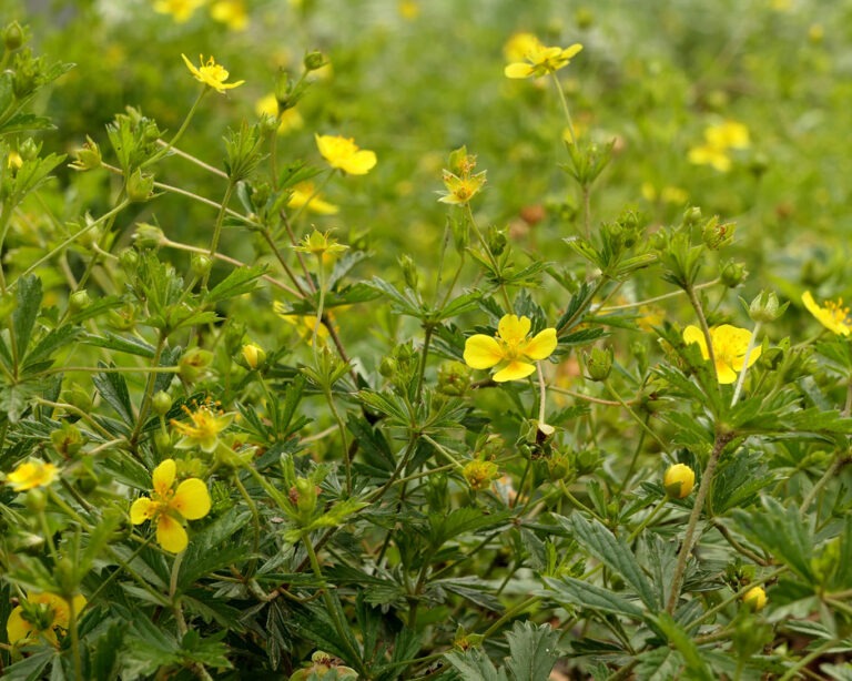 Blutrot ist der Saft der Wurzeln der Potentilla erecta. Daher rührt der Name Blutwurz.