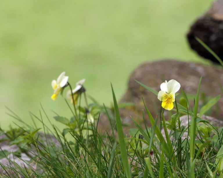 Acker-Stiefmütterchen (Viola arvensis) ist eine typische Wiesenbewohnerin.