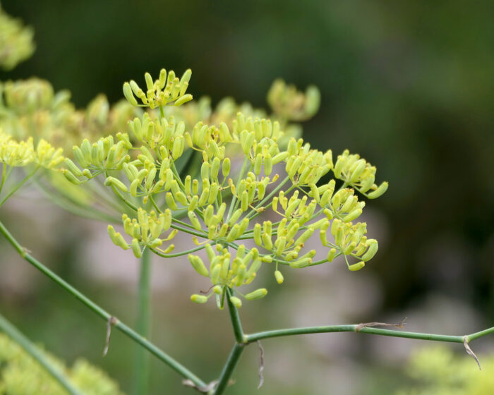 Fenchel ist neben seinen Knollen ein gutes Heilmittel gegen Flatulenzen und Blähungen. Verwendet werden die Früchte der abgeblühten Dolden.
