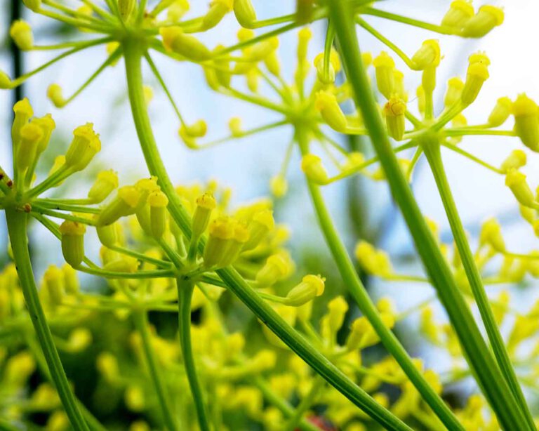 Fenchelblüten in der Nahaufnahme.