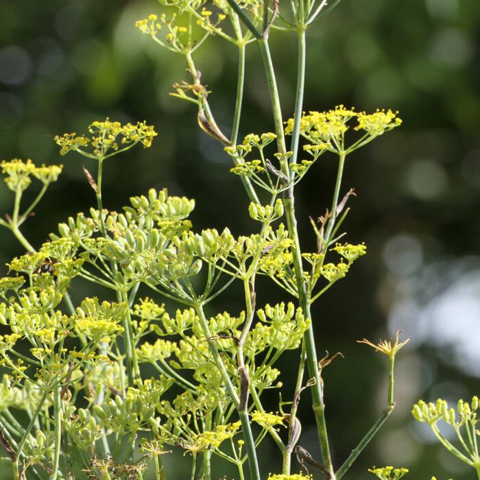 Fenchel im Oberzeller Frauenkloster aufgenommen im wunderschönen Klostergarten.