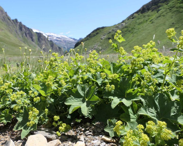 Frauenmantel gibt es in vielen Variationen und in Lebenswelten zwischen Hochgebirge und kultiviertem Gartenbeet.