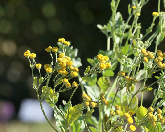 Frauenminze ist die schmucklose Variante des Balsamkrautes. Die Blüten zeigen nur die gelben Stempel. Später im Jahr behalten die Blätter ihren Duft nach Spearmint.