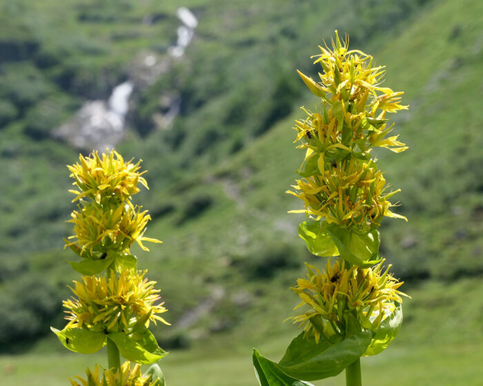 Mitte Juni bis in den August blüht abhängig vom Wetter und den Höhenlagen der Gelbe Enzian wie auf der Alp am Trübsee in den Schweizer Alpen.