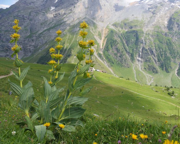Auf der Fürenalp in der Nähe des Schweizer Bergortes Engelberg verkünden diese imposanten Exemplare des Gelben Enzians den farbenfrohen Alpensommer.