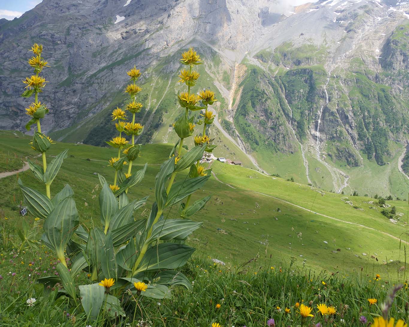 Auf der Fürenalp in der Nähe des Schweizer Bergortes Engelberg verkünden diese imposanten Exemplare des Gelben Enzians den farbenfrohen Alpensommer.