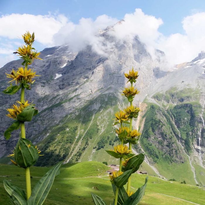 Wenn der gelbe Enzian blüht, ist es Sommer geworden auf den Almen und Wiesen der Hochgebirge.