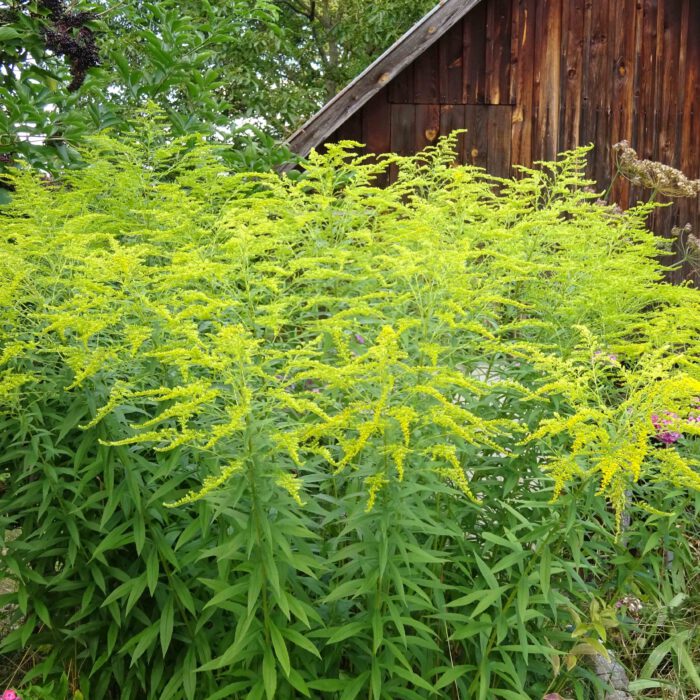Goldruten sind Neophyten und Ruralpflanzen. Als Heilpflanze werden sie wegen der harntreibenden und adstringierenden Wirkung geschätzt.
