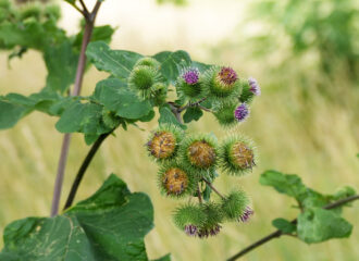 Die Grosse Klette (Arctium lappa) hat einen wesentlich grösseren Habitus als ihre kleineren Schwestern.