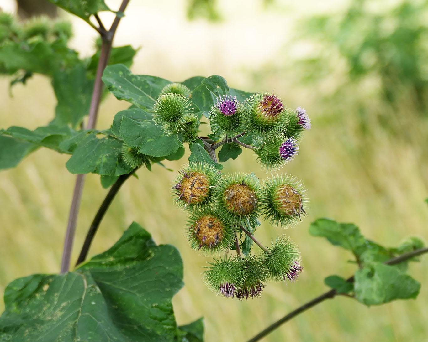 Die Grosse Klette (Arctium lappa) hat einen wesentlich grösseren Habitus als ihre kleineren Schwestern.