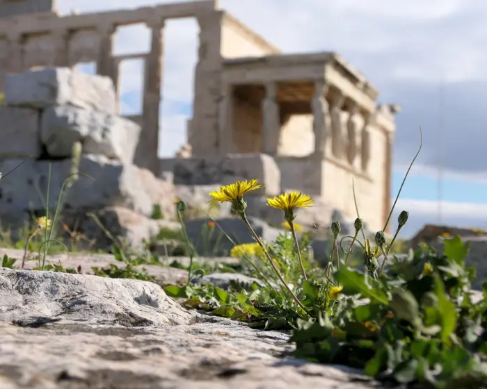 Ein Habichtskraut sprießt auf dem Plateau der Athener Akropolis und ist kein Denkmal.