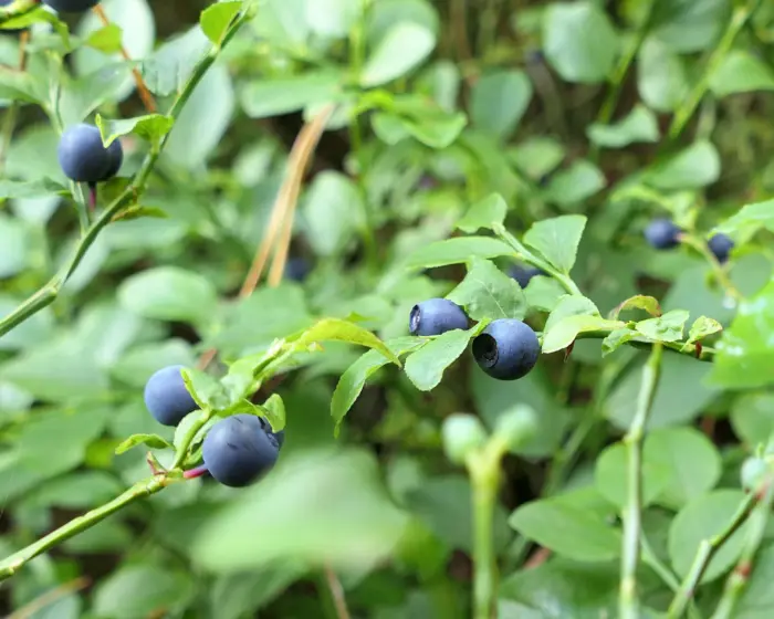 Wer sich bückt, bekommt garantiert blaue Finger und Zunge beim Pflücken von Heidelbeeren.