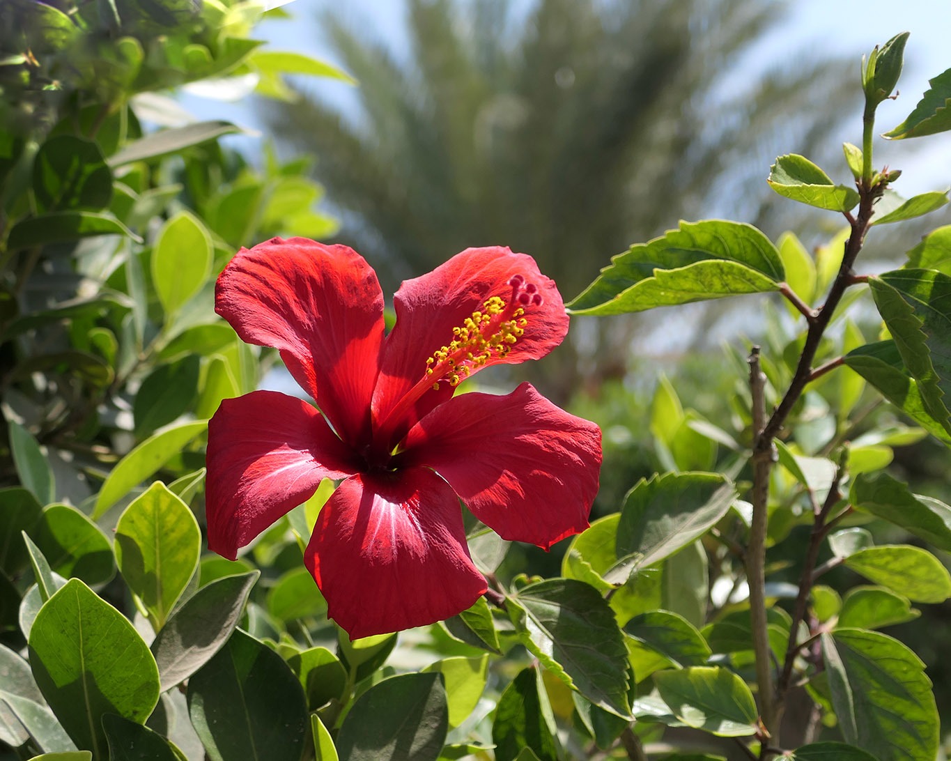 Blühender Hibiskusstrauch vom Chinesischen Roseneibisch (Hibiscus rosa-sinensis) mit Palmenwedeln im Hintergrund in einem Garten bei Luxor.