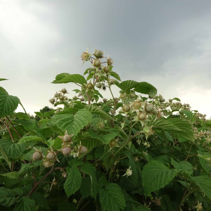Die Blätter des Himbeerstrauches können eine hervorragende geschmackliche Grundlage für Kräutertees sein.