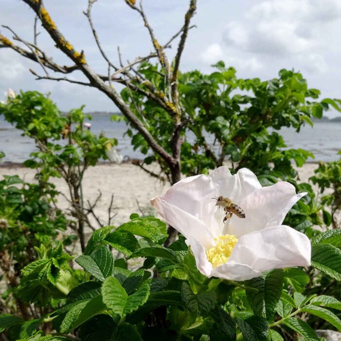 Weisse Hundsrosen am Ostseestrand bei Flensburg bieten neben dem guten Duft auch Futter für die Bienen.