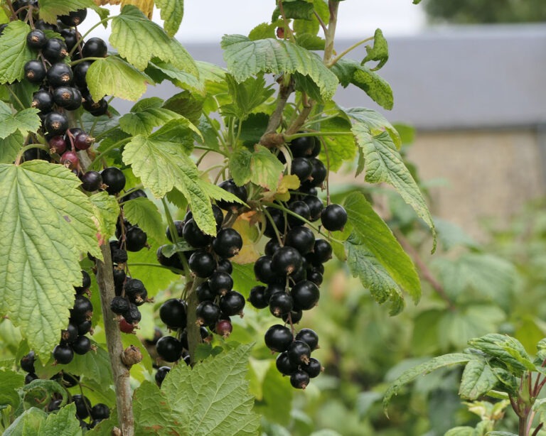 Schwarze Johannisbeeren im Klostergarten der Abbaye Mondaye.