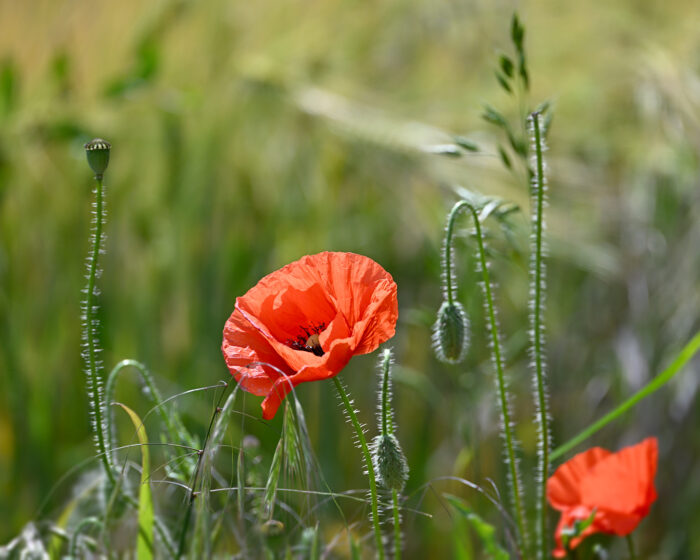 Klatschmohn ist meist ein Beikraut in Getreidefeldern. Mit zunehmender Reife und Trocknung des Getreides weichen die Blüten den Fruchtständen mit seinen Kapseln.