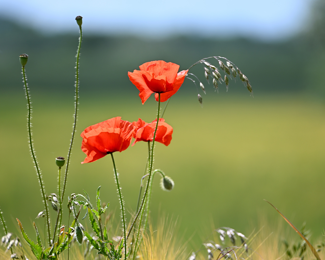 Blühender Klatschmohn zeigt den Beginn des Hochsommers an. Seine Blütenblätter sind empfindlich und zittern im Wind.