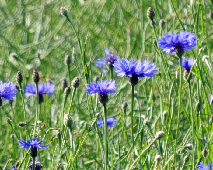 Kornblumen im Rapsfeld blühen blau, weil der Raps auf die Kornblumen und ihre Vegetation keinerlei Einfluss hat. Ebensowenig beeinflusst das Blau der Kornblumenblüten die Blaufärbung des Himmels.