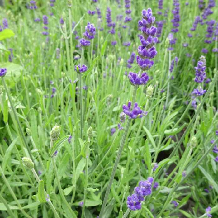 Blühender Lavendel