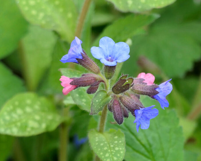 Die hellen Flecken auf den Blättern sind ebenso typisch fürs Lungenkraut wie die erst rosa, dann blau gefärbten Blüten.