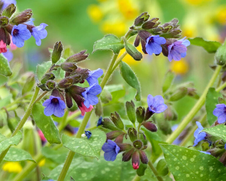 Lungenkraut ist eines der typischen Frühblüher, die zugleich ein Heilmittel für frühlingstypische Erkältungen und Katarrhe bietet.