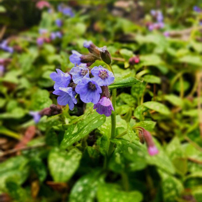 Trichterförmige Blüten und gefleckte Blätter lassen das Lungenkraut eindeutig erkennen.