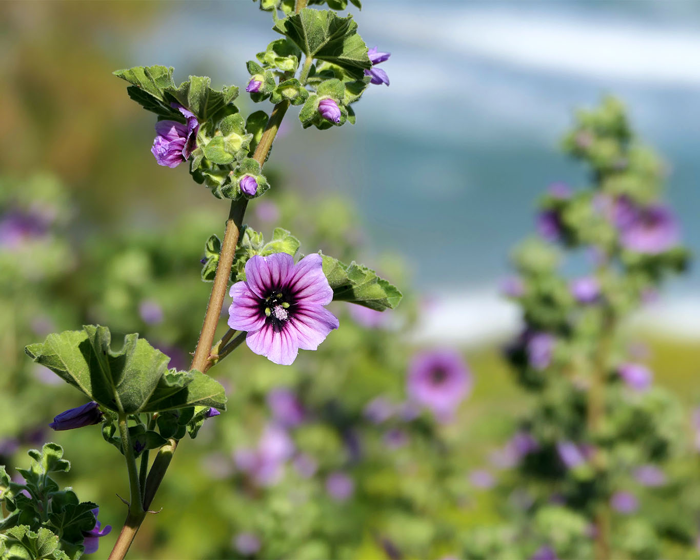 Malva aborea auf einer griechischen Insel als Vertreterin der Wilden Malven.