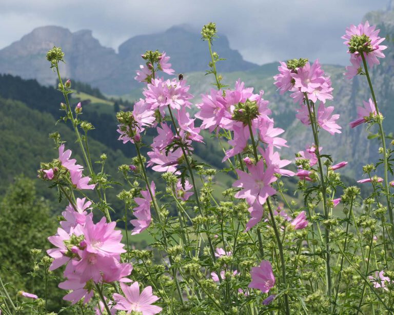 Es gibt 15 bis 30 Malven-Arten innerhalb der Gattung der Malven. Sie sind alle prächtig und einige von ihnen heilkräftig. Am Bachlauf im Schweizer Engelberg entdeckten wir die Rosen-Malven (Malva alcea).
