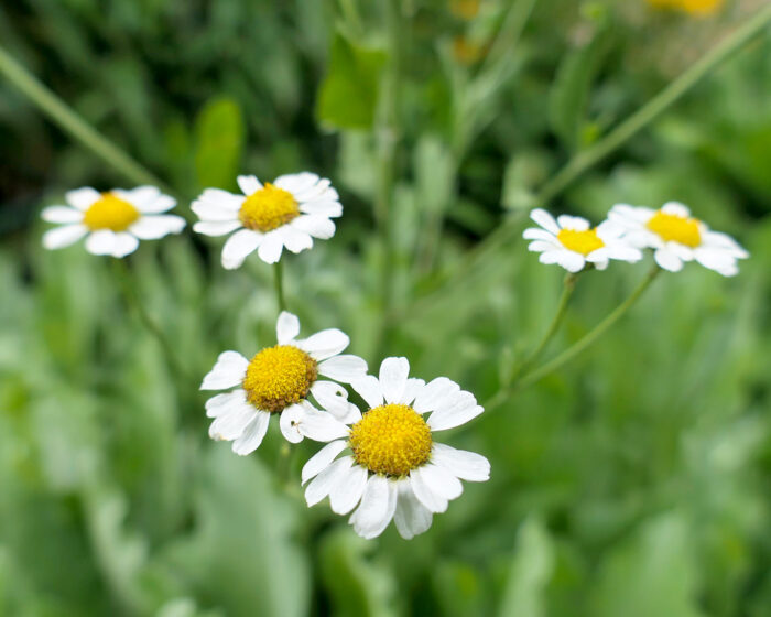 Die Blüten des Marienblattes einer Varietät des Balsamkrautes ähneln dem Gänseblümchen (sagt man)
