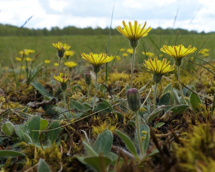 Mausohr-Habichtskraut (Pilosella officinalis Vall.) ist deutlich an den sternförmigen behaarten Bodenblättern zu erkennen.