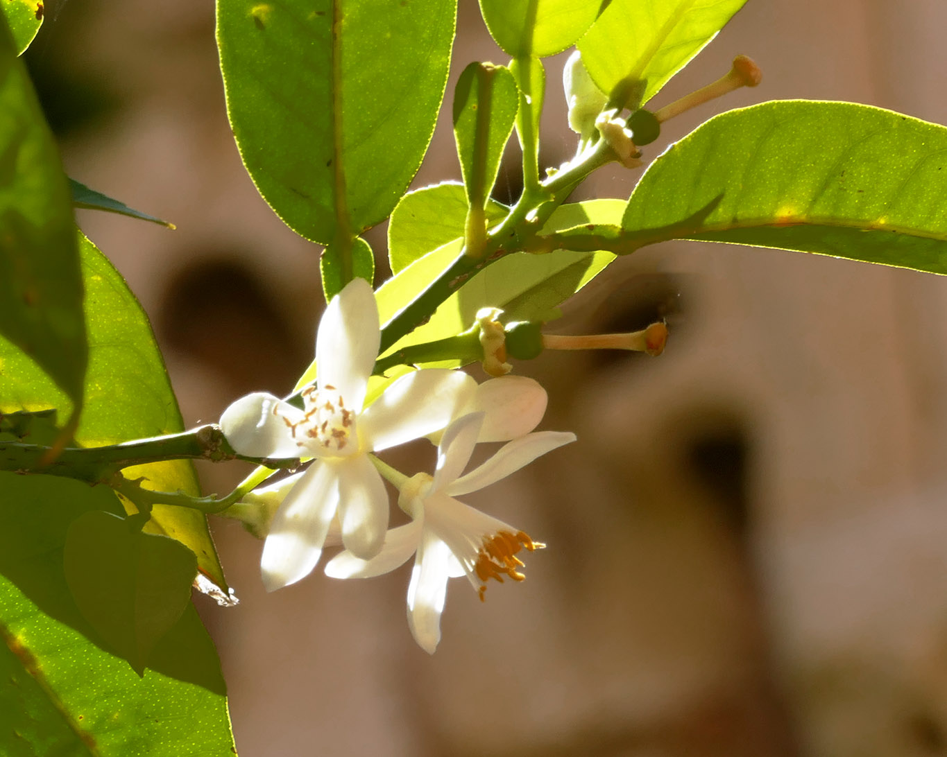 Orangenblüten im Kreuzgang eines bekannten spanischen Klosters an der Costa Emeralda.