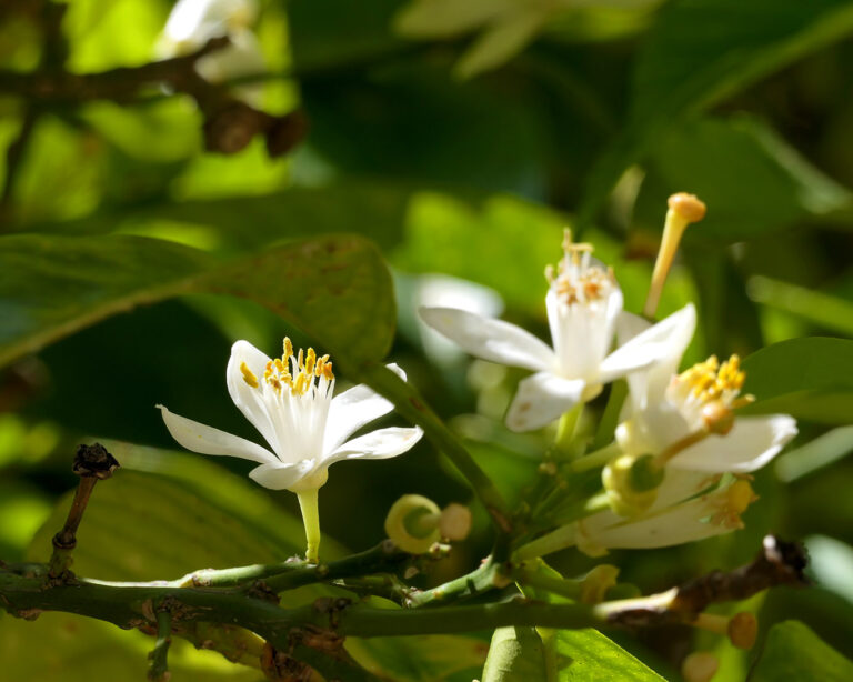Die zarten weissen Blütensterne am Orangenbaum durften süsslich wie Jasmin.