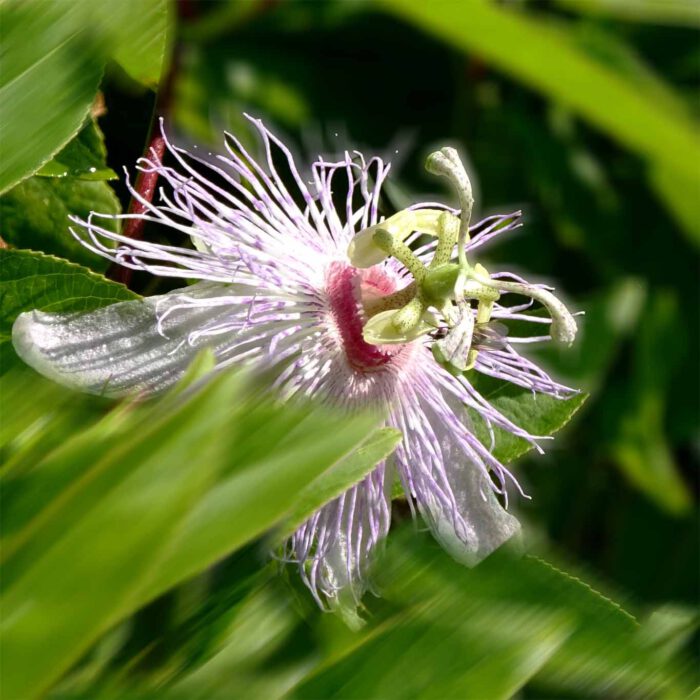 Passiflora incarnata ist die heilende Variante unter den Passionsblumen.
