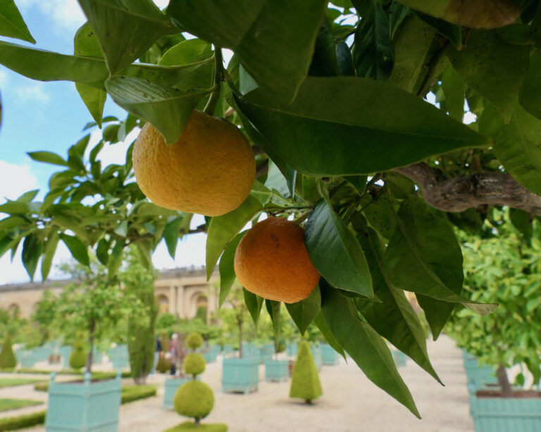 Pomeranzen im Schlosspark von Versailles sind ein beliebter Schmuck und Zierde an der Orangerie.