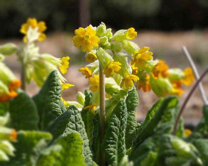 Ein deutliches Unterscheidungsmerkmal der Echten Schlüsselblume (Primula veris) zu anderen Primel-Arten sind die gelb-orangen Flecken an der Innenseite der Blütenblätter.