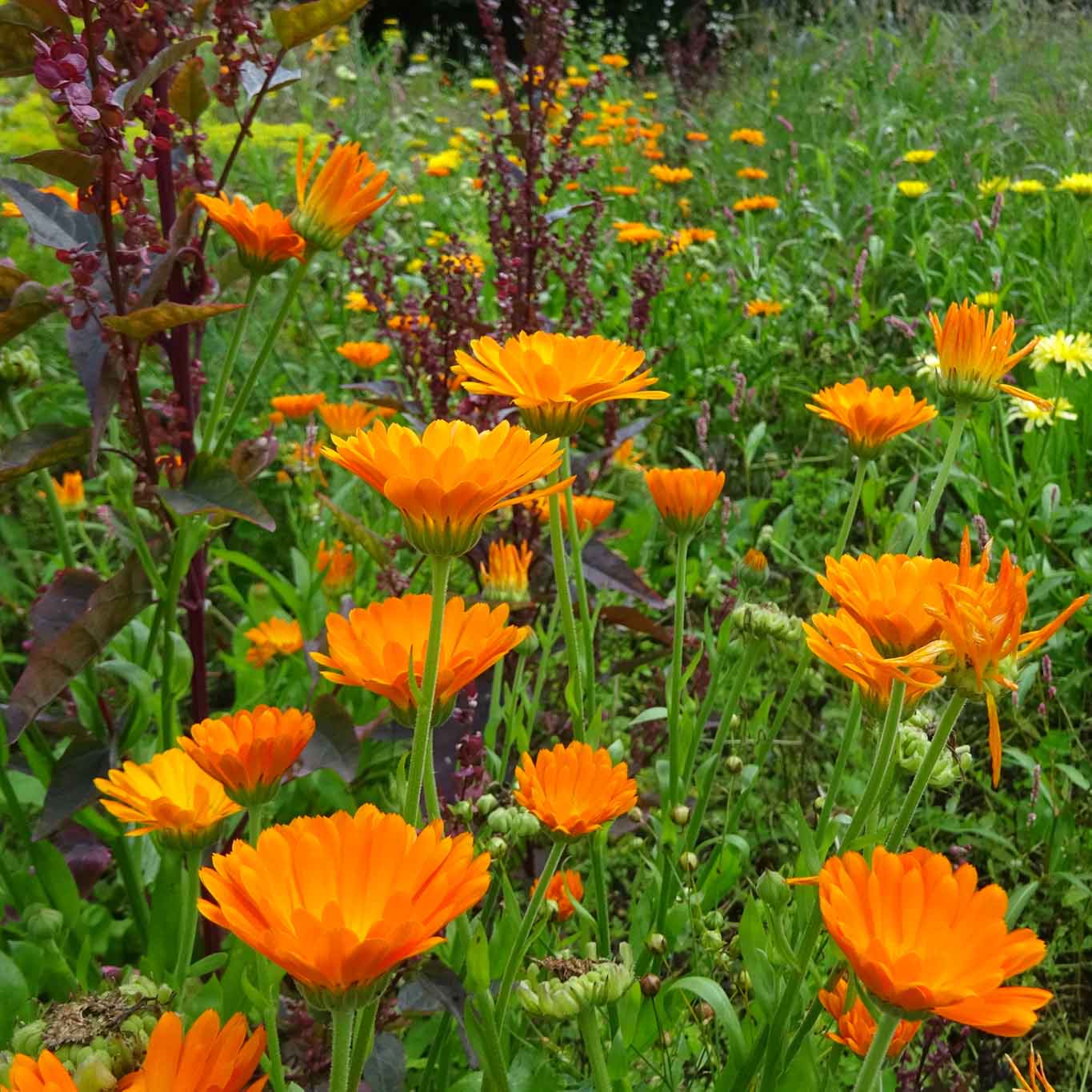 Ringelblumen sind  die erste Hilfe in der pflanzlichen Hausapotheke und ein belebender Schmuck in den Kräutergärten.
