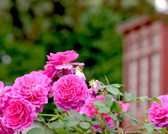 Rosen sind das vorherrschende Thema im privaten Garten von Yves Saint Laurent in Granville.