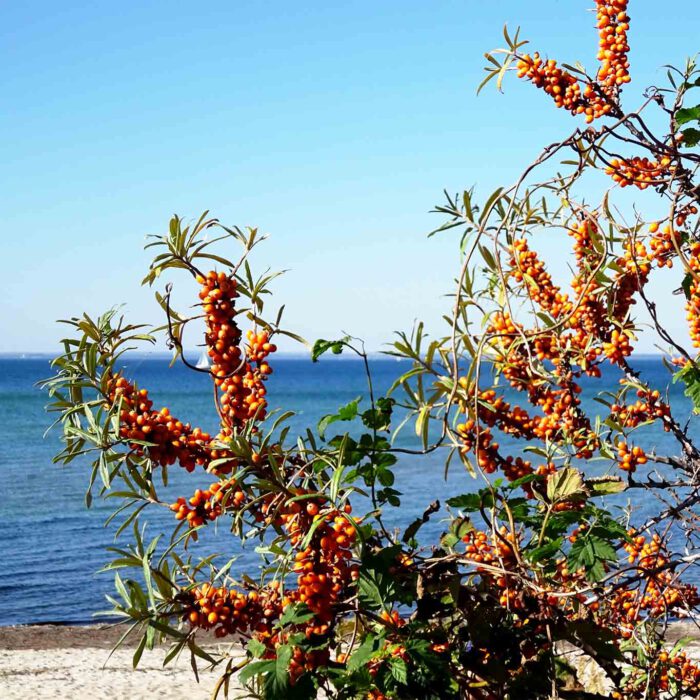 Sanddornstrauch voller Früchte an der Ostsseeküste in der Lübecker Bucht an einem sonnigen Spätsommertag.