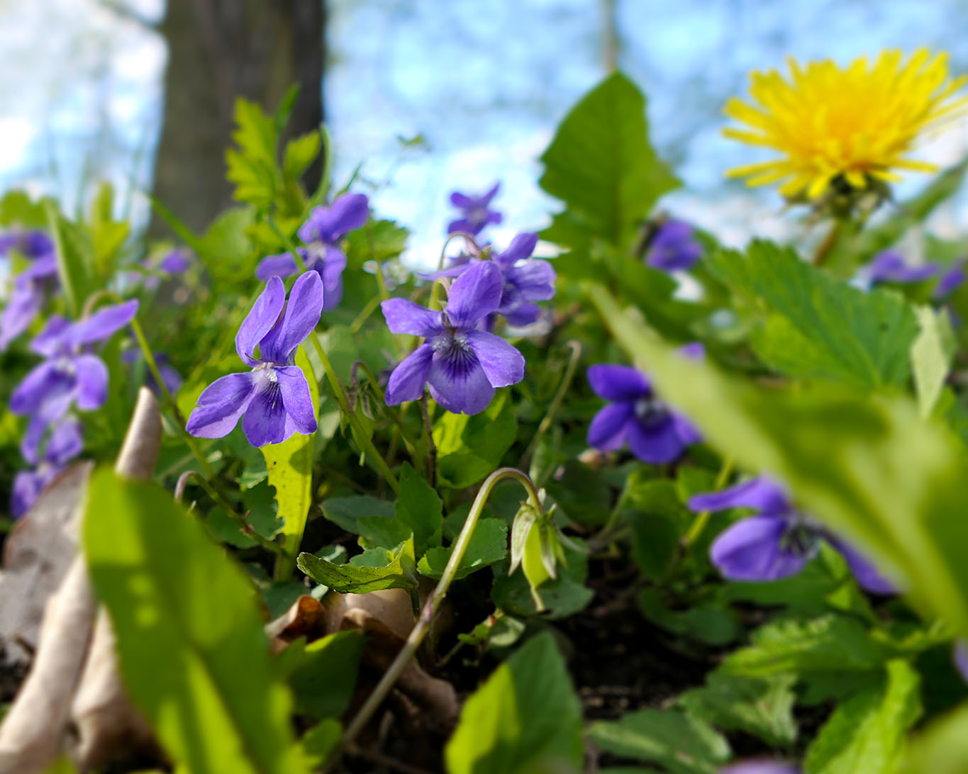 Duftende Veilchen sind die Krönung der Wiesen und Gründe im Frühling.