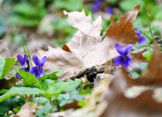 Blühende Veilchen im frühlingshaften Wald von Meteora.