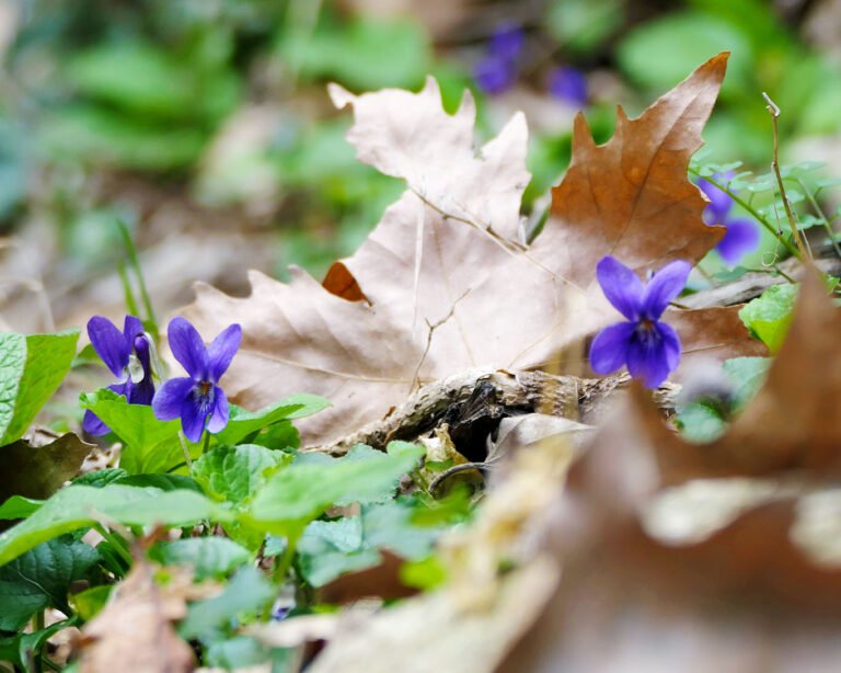 Veilchen – die blauen Adligen vom Waldboden