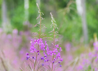 Schmalblättrige Weidenröschen (Epilobium angustifolium) sind ein altbewährtes Heilmittel bei Prostatatbeschwerden. Sie wachsen häufig auf Waldlichtungen und am Rand von feuchten Gebieten.